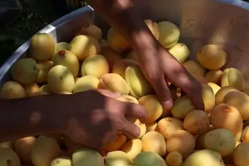 Kabaaşı Kayısı: Malatya'nın Gururu