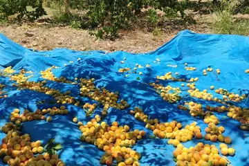 Malatya Kayısıları: Lezzetin ve Kalitenin Merkezi