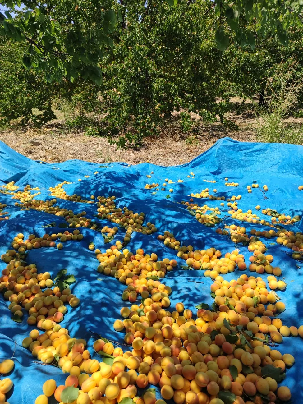 Malatya Kayısıları: Lezzetin ve Kalitenin Merkezi