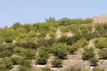 Sarı Kayısı: Malatya Kayısıları Arasında Öne Çıkan Lezzet
