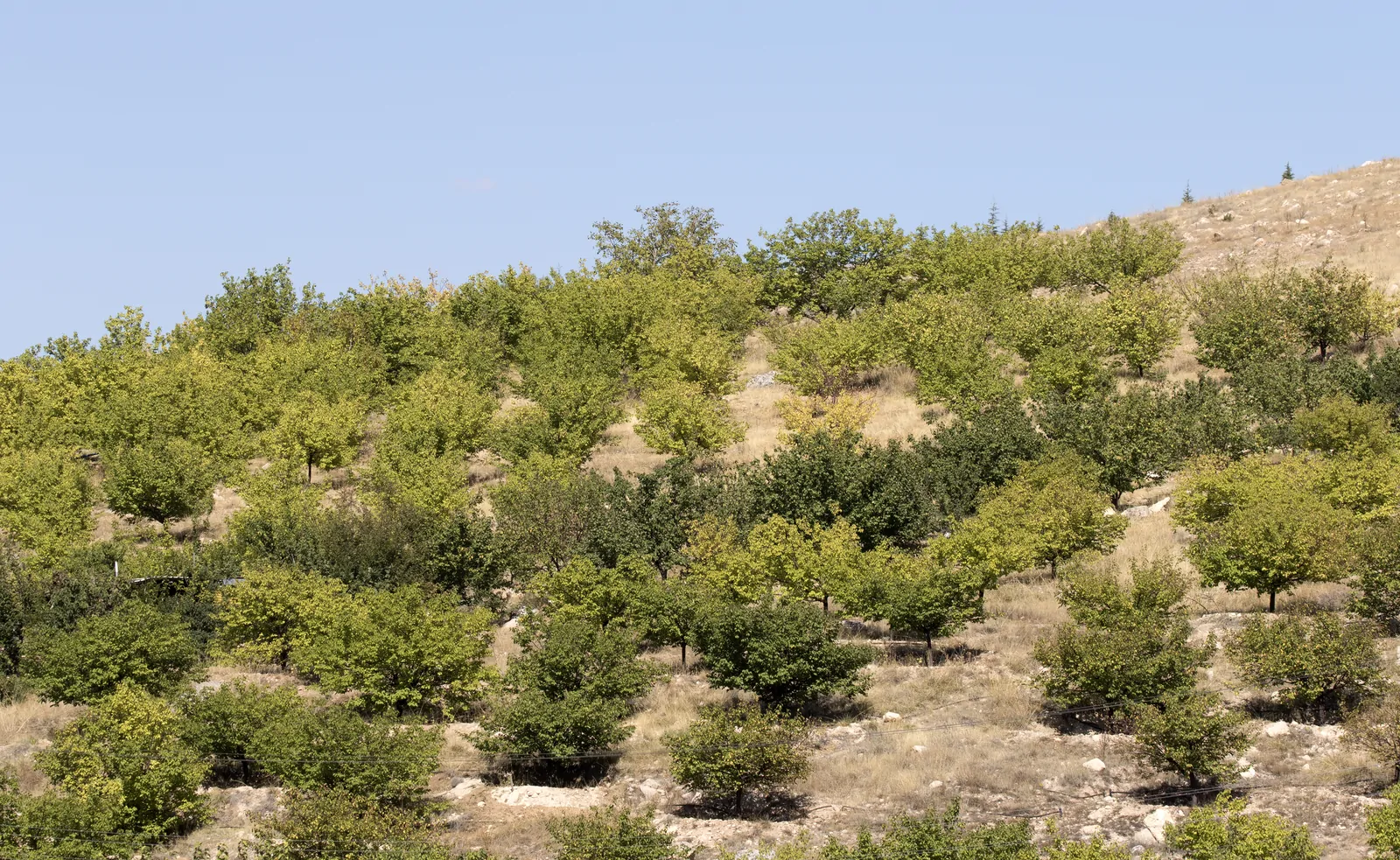 Sarı Kayısı: Malatya Kayısıları Arasında Öne Çıkan Lezzet
